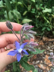 Borago