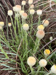 Helichrysum chionosphaerum