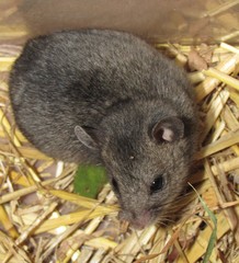 Nothocricetulus migratorius