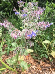 Borago