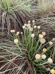 Helichrysum chionosphaerum