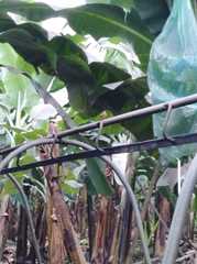 Aves