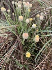Helichrysum chionosphaerum