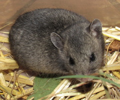 Nothocricetulus migratorius