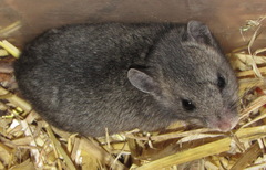 Nothocricetulus migratorius