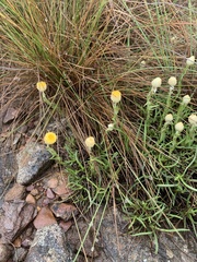 Helichrysum chionosphaerum