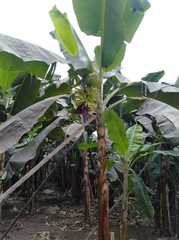 Musa × paradisiaca