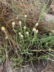 Helichrysum chionosphaerum