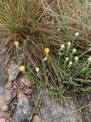 Helichrysum chionosphaerum