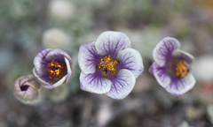 Corynabutilon bicolor