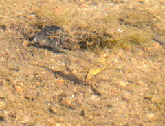 Notemigonus crysoleucas