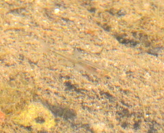 Notemigonus crysoleucas