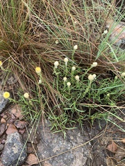 Helichrysum chionosphaerum