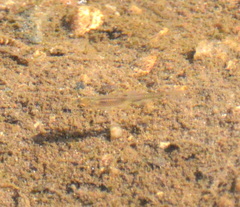 Notemigonus crysoleucas