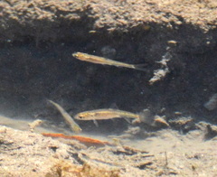 Notemigonus crysoleucas