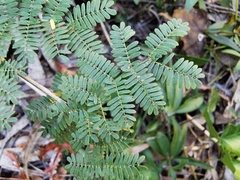 Mimosa acantholoba
