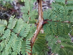 Mimosa acantholoba