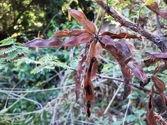 Mimosa acantholoba