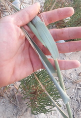 Phragmites australis