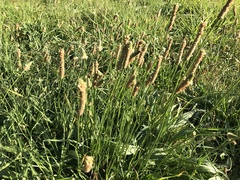Plantago lanceolata