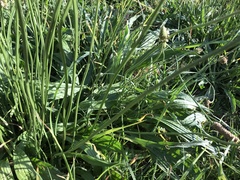 Plantago lanceolata