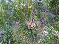 Pinus culminicola