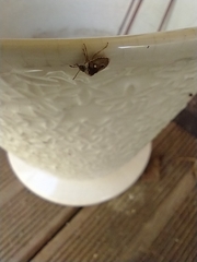 Stagonomus bipunctatus bipunctatus