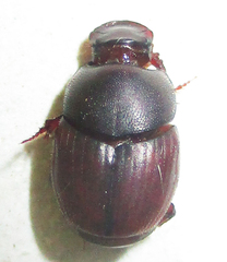 Caccobius ferrugineus