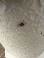 Stagonomus bipunctatus bipunctatus