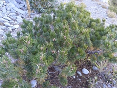 Pinus culminicola