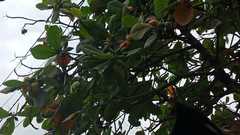 Magnoliopsida