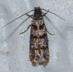 Tineidae clade b