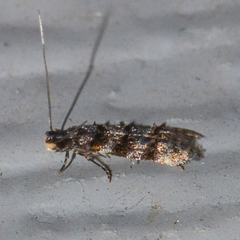 Tineidae clade b