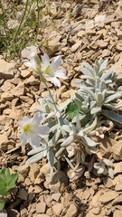 Cerastium biebersteinii