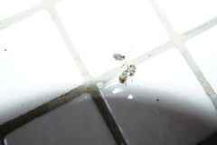 Acanthoscelides obtectus