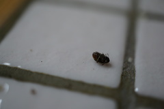 Acanthoscelides obtectus