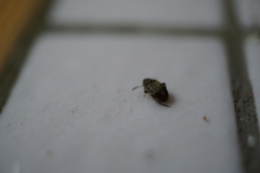 Acanthoscelides obtectus