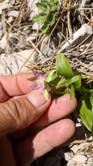 Epipactis helleborine orbicularis