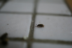 Acanthoscelides obtectus