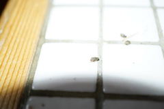 Acanthoscelides obtectus