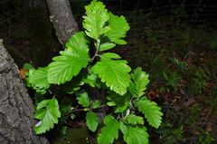 Hedlundia hohenesteri