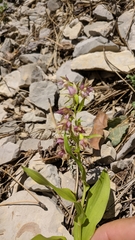 Epipactis helleborine orbicularis