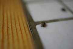 Acanthoscelides obtectus