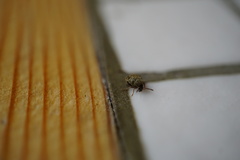 Acanthoscelides obtectus