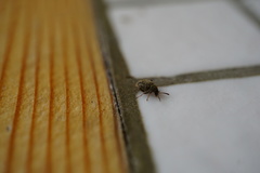 Acanthoscelides obtectus