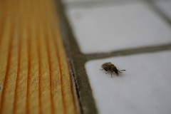 Acanthoscelides obtectus