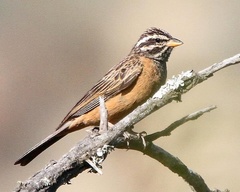 Emberiza tahapisi