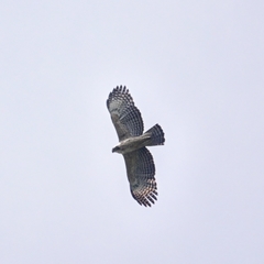 Nisaetus nipalensis