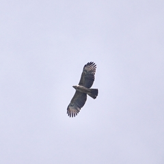 Nisaetus nipalensis