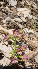 Epipactis helleborine orbicularis